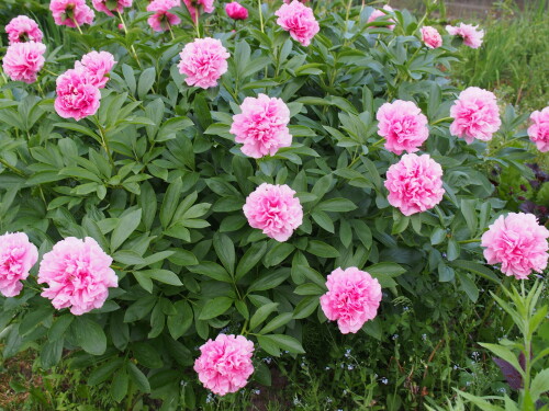 Carnation-Bouquet142d12608529ee13c2.jpg