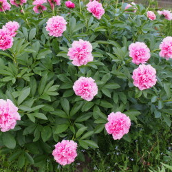 Carnation-Bouquet142d12608529ee13c2
