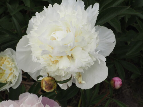 Duchesse-de-Nemours211f22602de5c2e943f.jpg