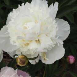 Duchesse-de-Nemours211f22602de5c2e943f
