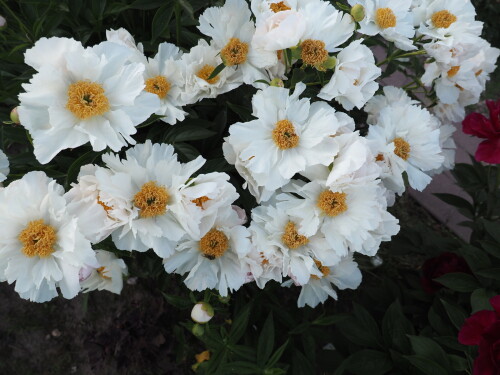 Krinkled-White-27f81c9b091853551.jpg