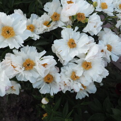 Krinkled-White-27f81c9b091853551