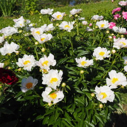 Krinkled-White1808bc61db9f3b03
