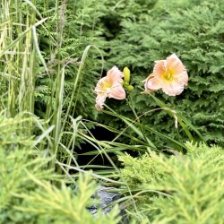 IMG_0013b937ebde0c259650