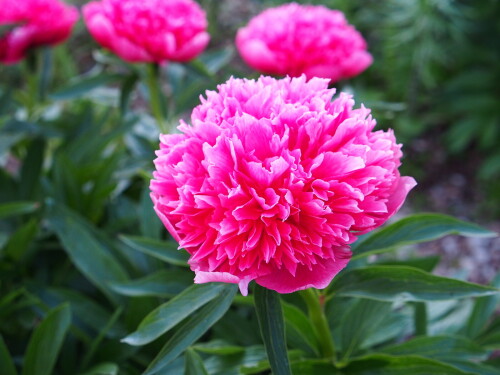 P.-officinalis-Rosea-Plena44f41757047a7858f.jpg