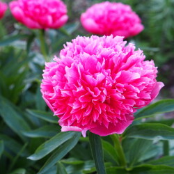 P.-officinalis-Rosea-Plena44f41757047a7858f