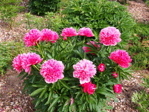 P.-officinalis-Rosea-Plena51ab91beb4f6d1756.jpg