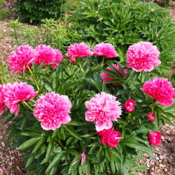 P.-officinalis-Rosea-Plena51ab91beb4f6d1756