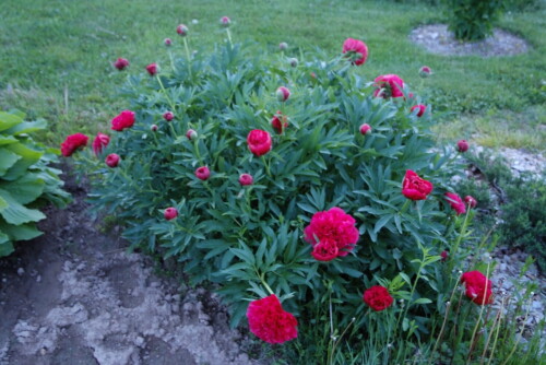 P.-officinalis-Rubra-Plenad6664c0957542fdf.jpg