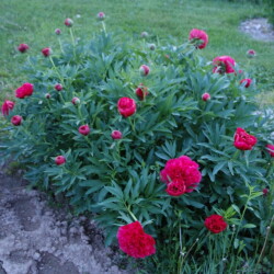 P.-officinalis-Rubra-Plenad6664c0957542fdf