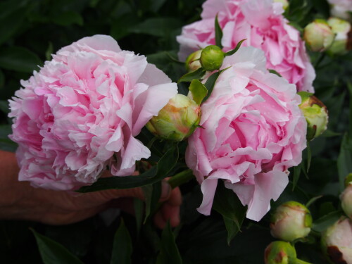 PINK-GIANT-25df994b223922c84.jpg