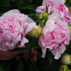 PINK-GIANT-25df994b223922c84