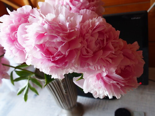 PINK-GIANT-327416cc6d4b092ef.jpg