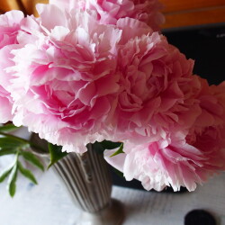 PINK-GIANT-327416cc6d4b092ef
