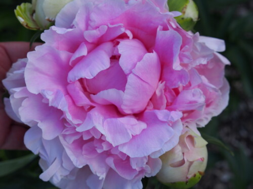 PINK-GIANT-4d2702c453fec664d.jpg