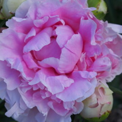 PINK-GIANT-4d2702c453fec664d