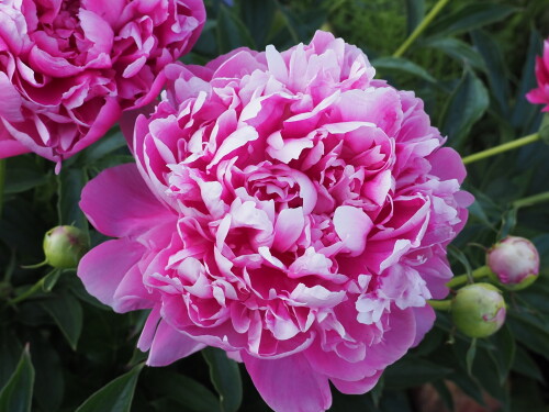 PRINTESS-MARGARET-6a6d70a393af13d0c.jpg