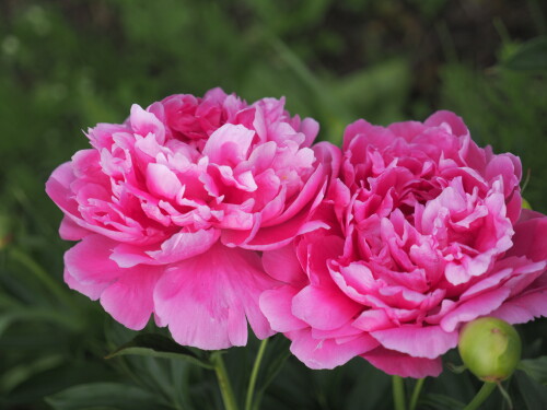 PRINTESS-MARGARET074fb550874670fc.jpg