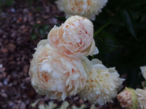 Summer-Glow-5-368e51cccc5dabefd.jpg