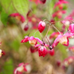 Epimedium-rubrum05510f0e019528b0