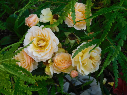 DSCN1300d9629aaabffa4f89.jpg