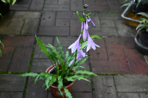 DSC_88686ce0024403fbc1ad.jpg