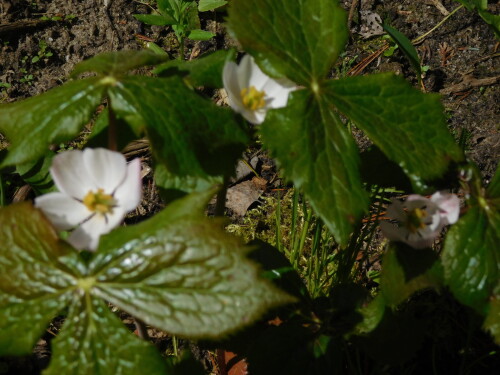 DSCN9473079b290f31a7bda4.jpg