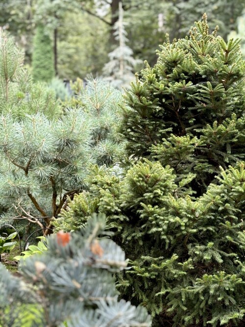 Picea abies Barryi, Pinus sylvestris "Chantry Blue