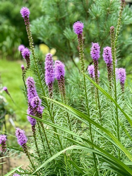 Liatris spicata