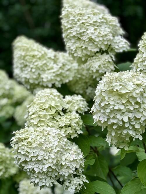 Hydrangea paniculata Limelight