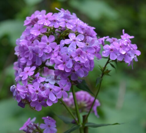 hesperis 25 aug