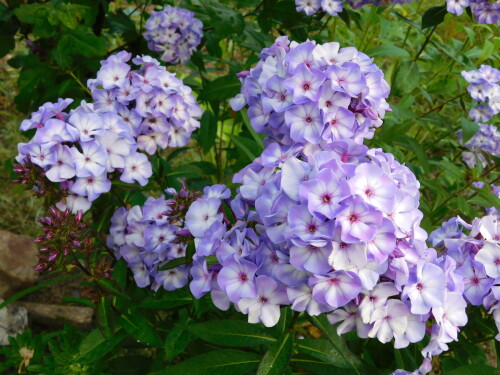 DSCN56876883fdfe59558175.jpg