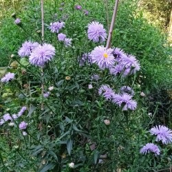aster-7-SEP-blue9c55ced37196164d