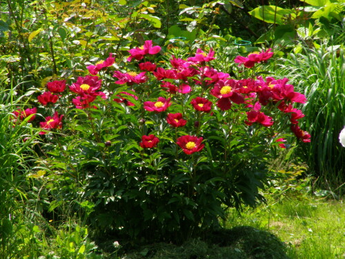 P6220661f4a1decbc86f8c59.jpg
