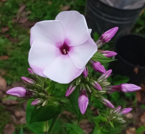 seedling-phlox-18-s4b9109379db581c5.jpg