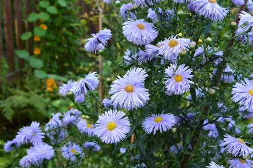 aster-blue-21-sepef268be79f249c6f.jpg