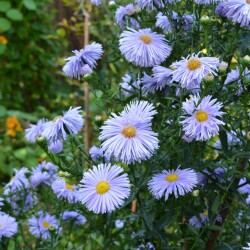aster-blue-21-sepef268be79f249c6f