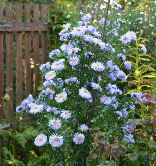 aster2-blue-21-sep0604accf25501d5e.jpg