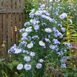 aster2-blue-21-sep0604accf25501d5e