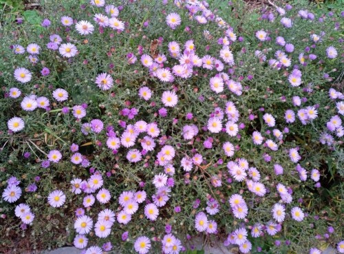 aster-SEP-shrub722b6acbc2689f24.jpg