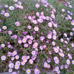 aster-SEP-shrub722b6acbc2689f24