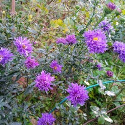 aster-dark-blue-213ebfc8bfeb1378b
