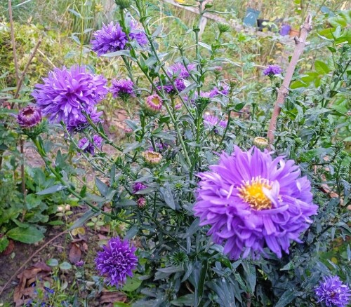 dark blue aster 4 oct