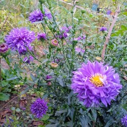 dark-blue-aster-4-oct23ea77f12e25f3d3