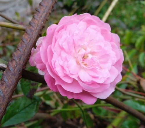 _rose-18-10cb3b6aaa8296bc9f.jpg