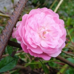 _rose-18-10cb3b6aaa8296bc9f