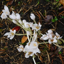 DSCN2756c5247871e95421c1