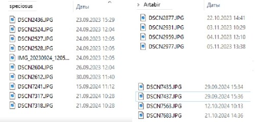 КрокусыОс даты