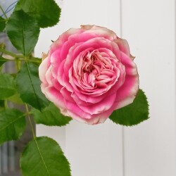 gelato-29-oct0de9f8e3339ece90