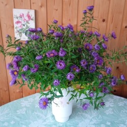 IMG_20251101_1505249b3f8bb0a1b06f50